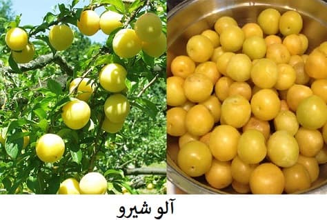 نژاد آلو شیرو